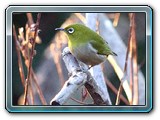 Japanese white-eye